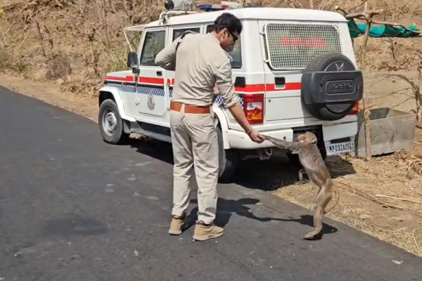 Animal Help on Summer