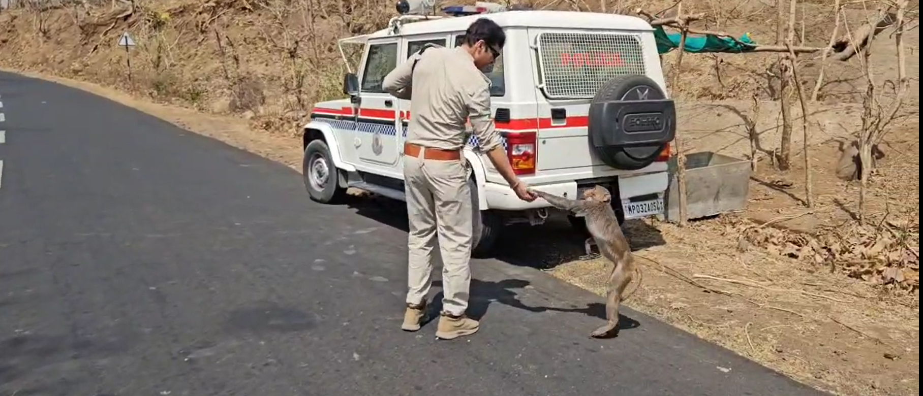 Animal Help on Summer