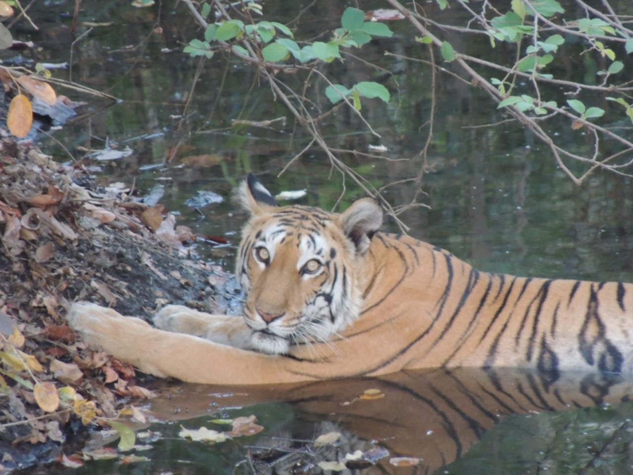 Tiger Youvraj
