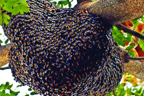 दुकानदारों