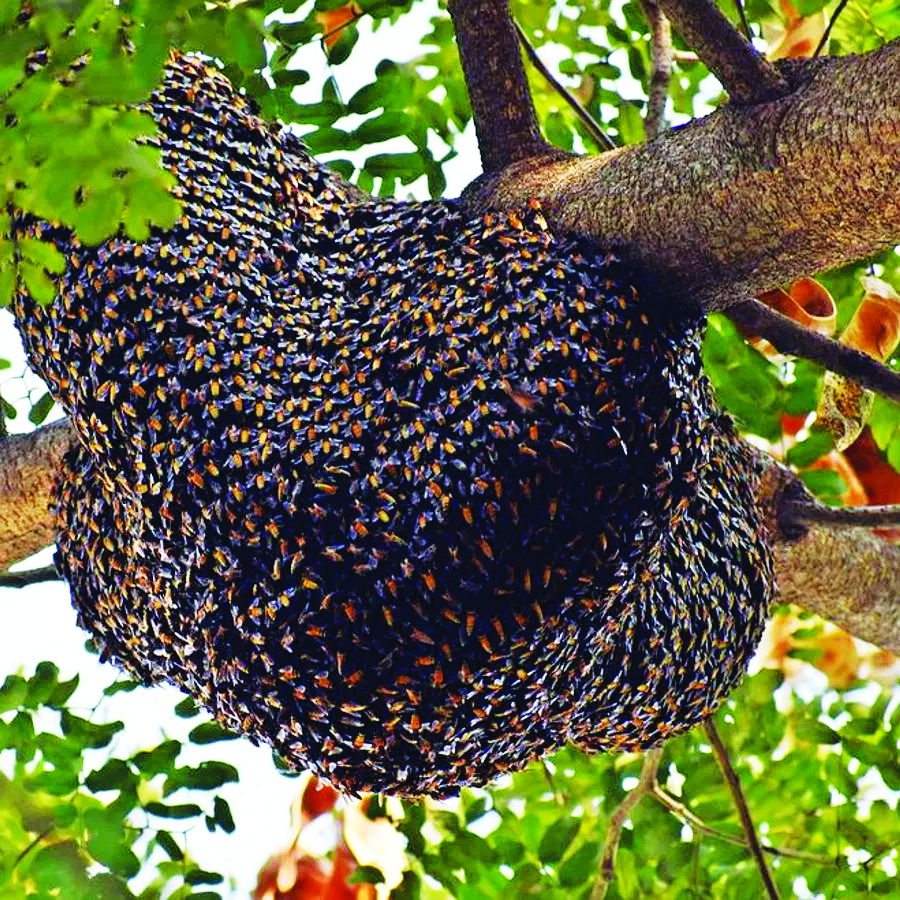 दुकानदारों