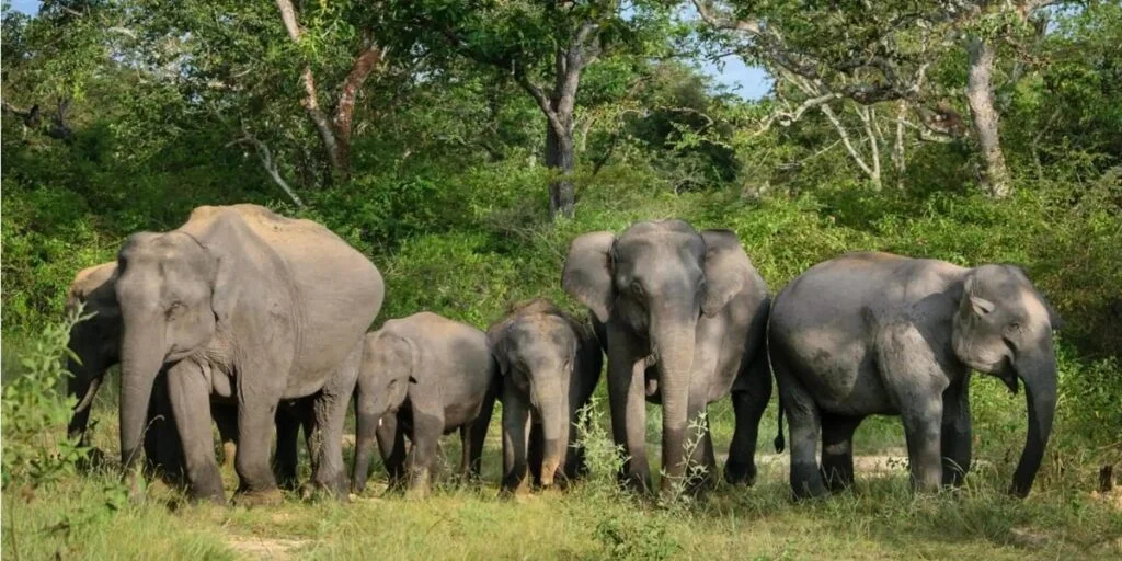 हाथियों